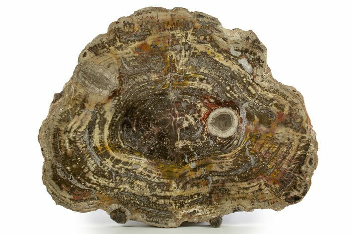 Large, Polished Petrified Wood Round with Fungal Rot - Utah #314866